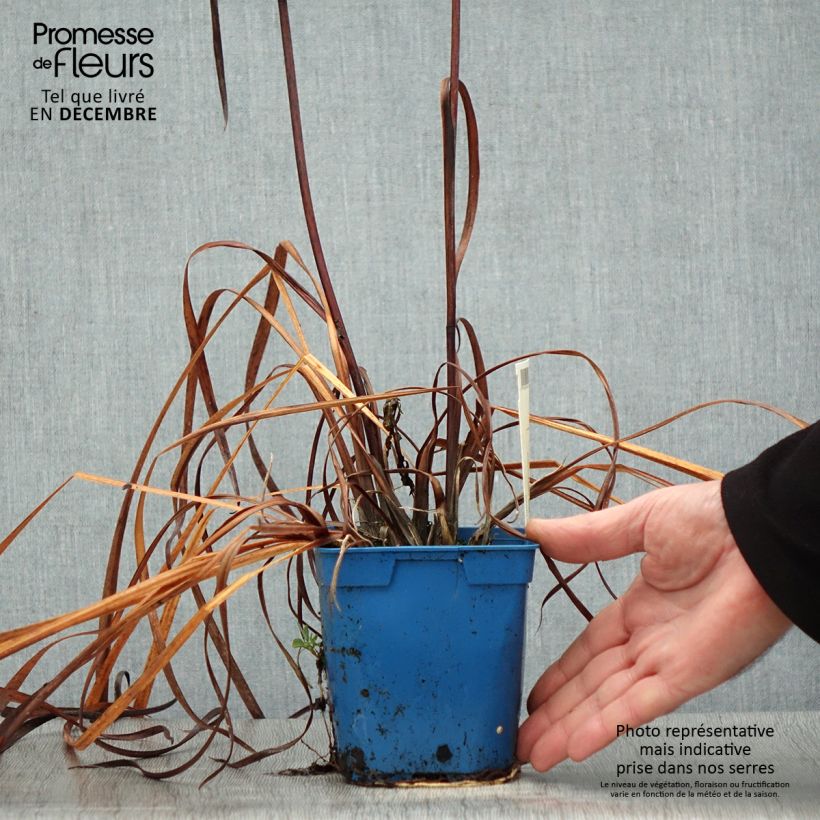 Exemplar von Iris sibirica Caesar's Brother - Sibirische Schwertlilie Topf mit 1L/1,5L wie im Winter geliefert