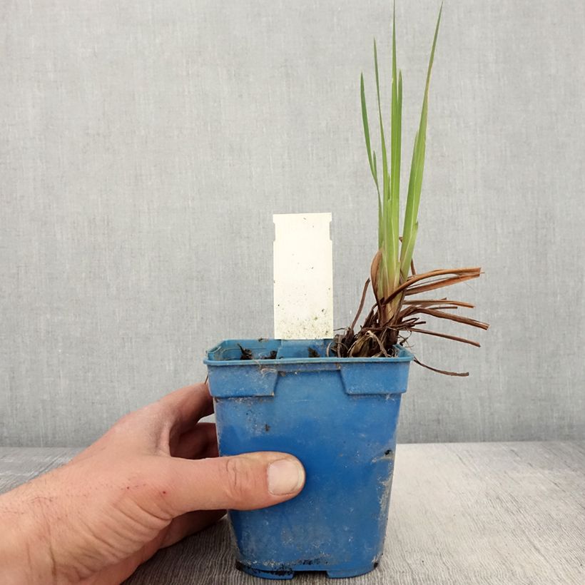 Exemplar von Iris sibirica Caesar's Brother - Sibirische Schwertlilie Topf mit 1L/1,5L wie im Frühjahr geliefert