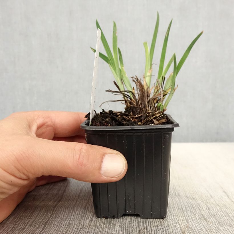 Exemplar von Iris ensata Crystal Halo - Japanische Schwertlilie Kleine Töpfe von 8/9 cm wie im Frühjahr geliefert