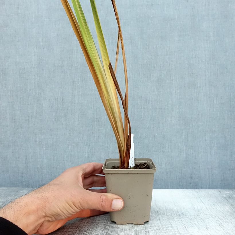 Exemplar von Iris ensata Diamant - Japanische Schwertlilie Kleine Töpfe von 8/9 cm wie im Herbst geliefert