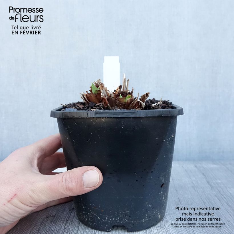 Exemplar von Iris ensata Dinner Plate Blueberry Pie - Japanische Schwertlilie Topf mit 2L/3L wie im Winter geliefert