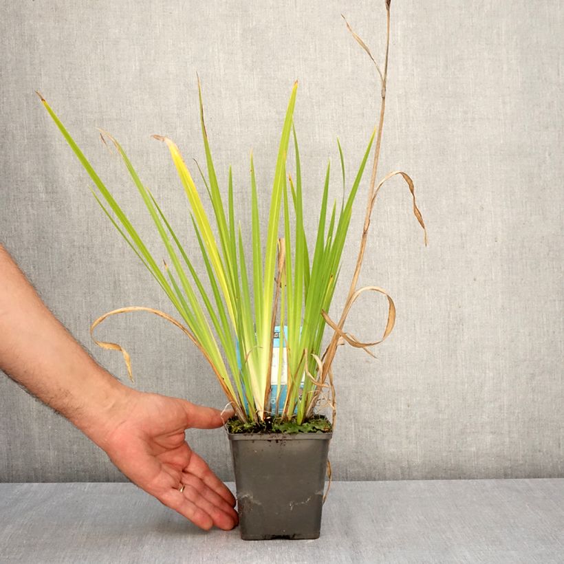 Exemplar von Iris ensata Dinner plate Cheese Cake - Japanische Schwertlilie Kleine Töpfe von 8/9 cm wie im Herbst geliefert