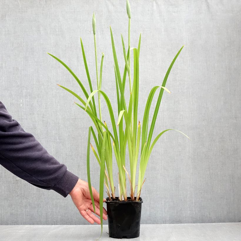 Exemplar von Iris ensata Dinner Plate Cupcake - Japanische Schwertlilie Topf mit 2L/3L wie im Frühjahr geliefert