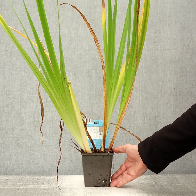 Exemplar von Iris ensata Dinner Plate Jell-O - Japanische Schwertlilie Topf mit 1L/1,5L wie im Herbst geliefert