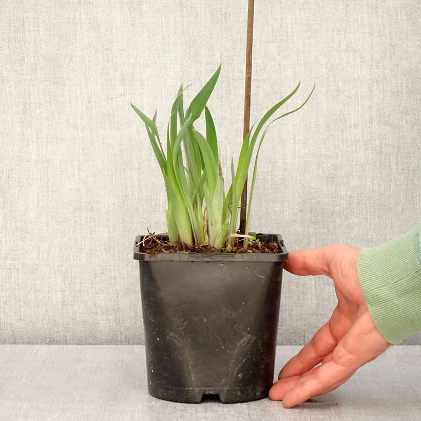 Exemplar von Iris ensata Dinner Plate Sundae - Japanische Schwertlilie Topf mit 2L/3L wie im Frühjahr geliefert