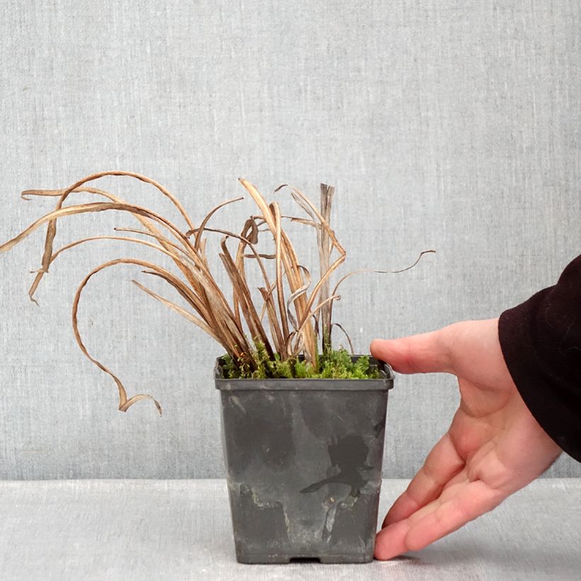 Exemplar von Iris ensata Dinner Plate Tiramisu - Japanische Schwertlilie Kleine Töpfe von 8/9 cm wie im Winter geliefert