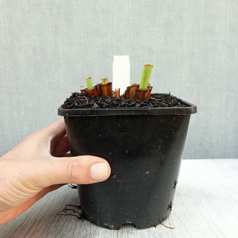 Exemplar von Iris ensata Dinner Plate Tub Tim Grob - Japanische Schwertlilie Topf mit 2L/3L wie im Herbst geliefert