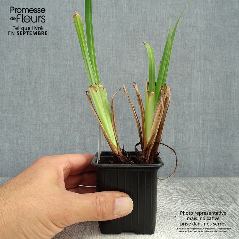 Exemplar von Iris ensata Lady in Waiting - Japanische Schwertlilie Kleine Töpfe von 8/9 cm wie im Herbst geliefert