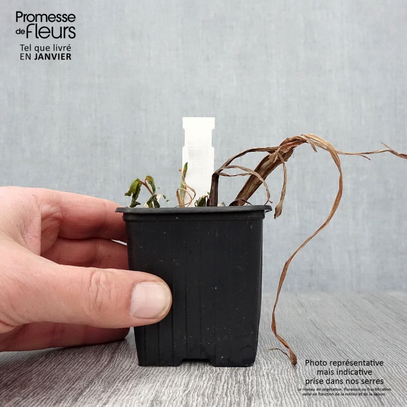 Exemplar von Iris ensata Lady in Waiting - Japanische Schwertlilie Kleine Töpfe von 8/9 cm wie im Winter geliefert