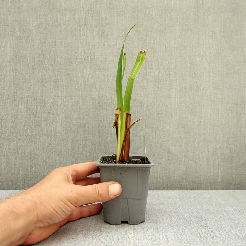 Exemplar von Iris ensata Sensation - Japanische Schwertlilie Kleine Töpfe von 8/9 cm wie im Herbst geliefert