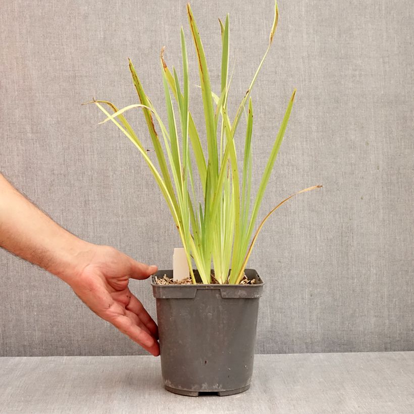 Exemplar von Iris ensata Variegata - Japanische Schwertlilie Topf mit 2L/3L wie im Herbst geliefert