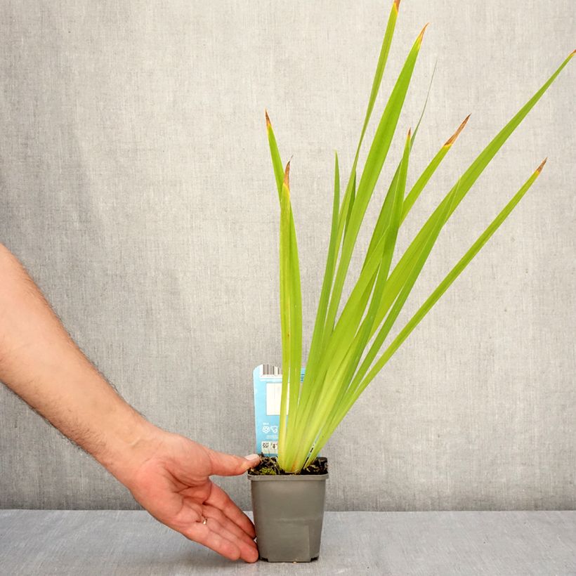 Exemplar von Iris ensata White Ladies - Japanische Schwertlilie Kleine Töpfe von 8/9 cm wie im Herbst geliefert