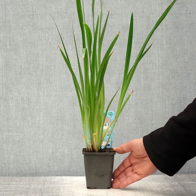 Exemplar von Iris ensata White Ladies - Japanische Schwertlilie Kleine Töpfe von 8/9 cm wie im Frühjahr geliefert