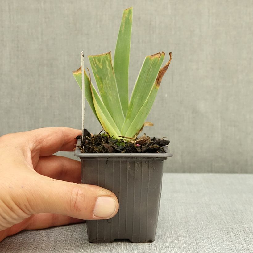 Exemplar von Iris Accent Variegata - Schwertlilie Kleine Töpfe von 8/9 cm wie im Herbst geliefert