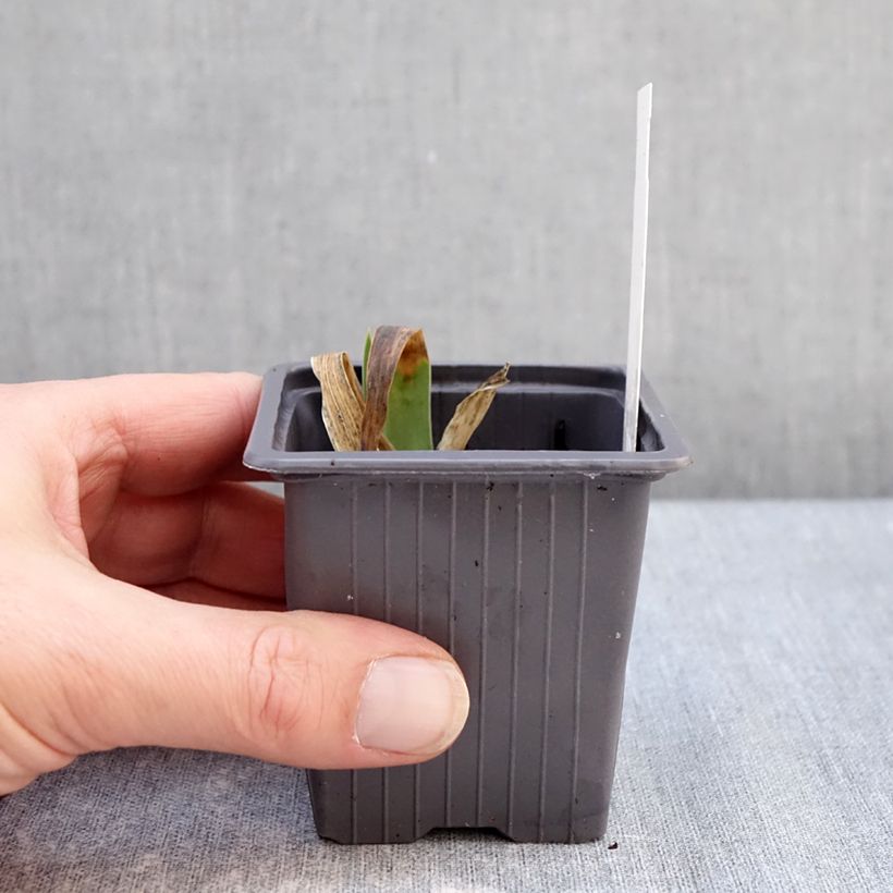 Exemplar von Iris Accent Variegata - Schwertlilie Kleine Töpfe von 8/9 cm wie im Winter geliefert