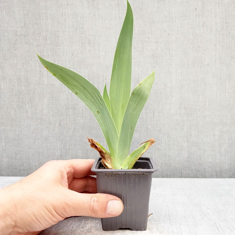 Exemplar von Iris Accent Variegata - Schwertlilie Kleine Töpfe von 8/9 cm wie im Frühjahr geliefert