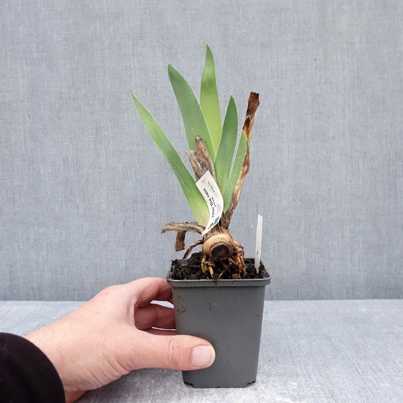 Exemplar von Iris After The Rain - Schwertlilie Kleine Töpfe von 8/9 cm wie im Winter geliefert