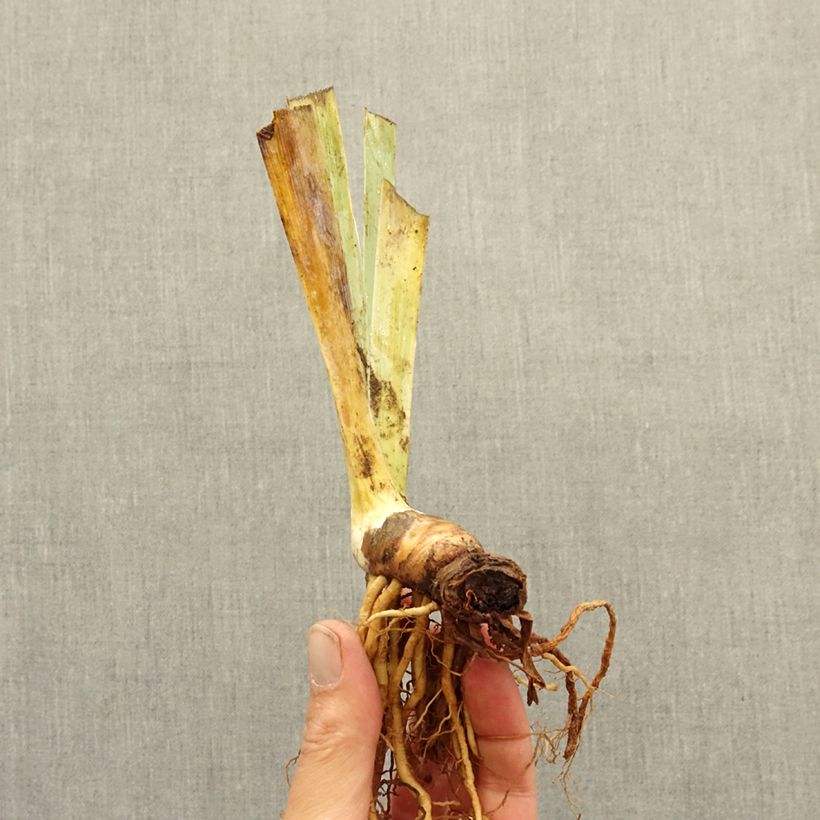Exemplar von Iris Alas - Kleine Schwertlilie Rhizom wie im Winter geliefert