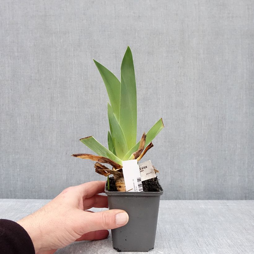 Exemplar von Iris germanica Alpenview - Schwertlilie Kleine Töpfe von 8/9 cm wie im Winter geliefert