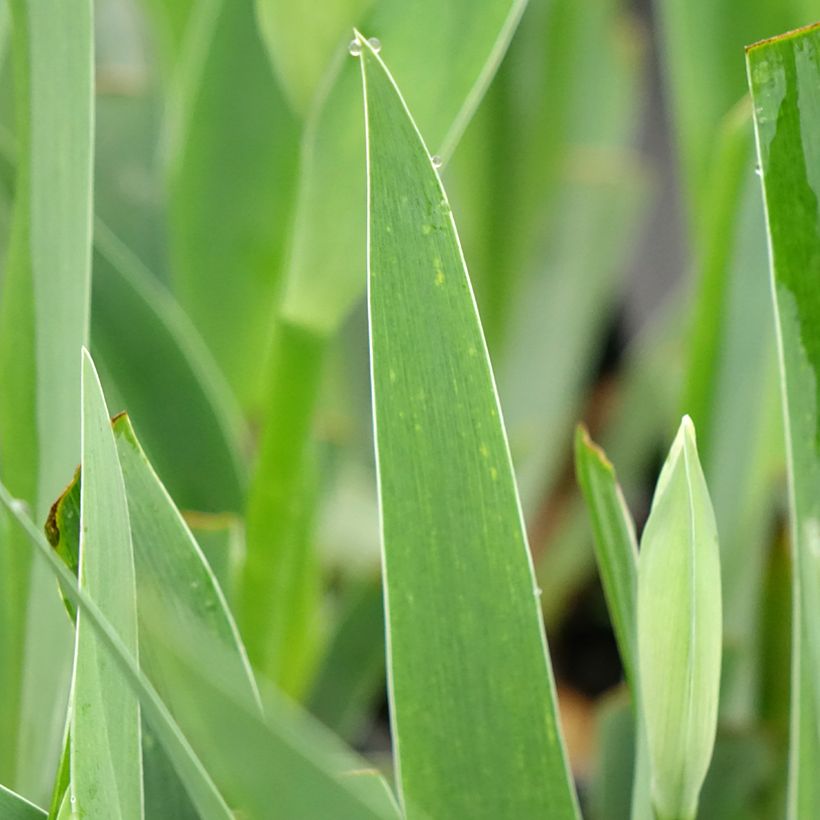 Iris Arpège - Schwertlilie (Laub)
