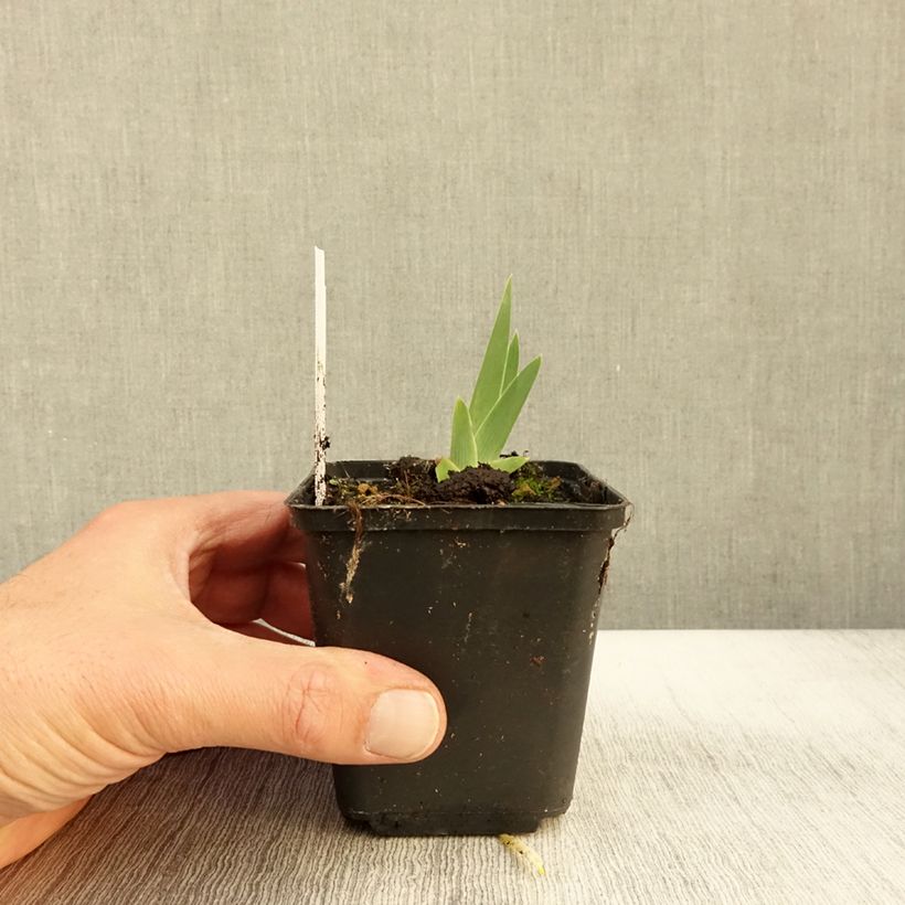 Exemplar von Iris Art Déco - Schwertlilie Kleine Töpfe von 8/9 cm wie im Herbst geliefert