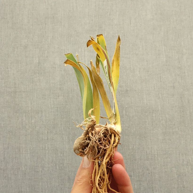 Exemplar von Iris germanica Art Du Camouflage - Schwertlilie Rhizom wie im Winter geliefert