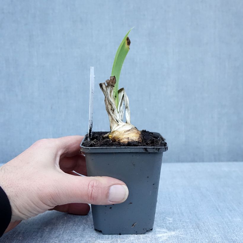 Exemplar von Iris Autumn Encore - Schwertlilie Kleine Töpfe von 8/9 cm wie im Winter geliefert