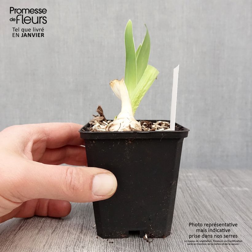 Exemplar von Iris Babbling Brook - Schwertlilie Kleine Töpfe von 8/9 cm wie im Winter geliefert