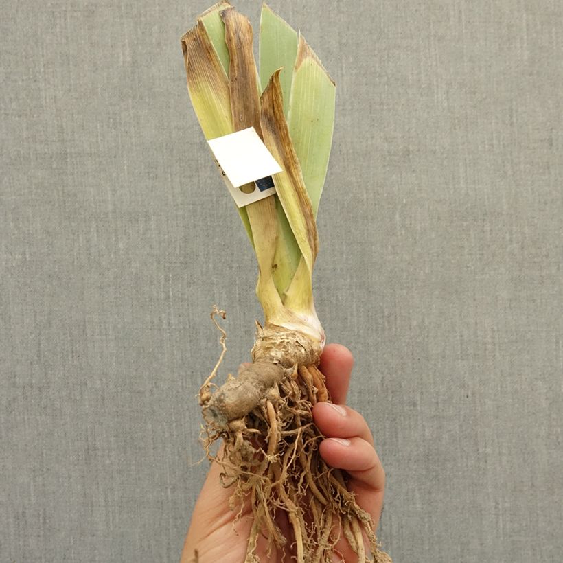 Exemplar von Iris Banded Tiger - Schwertlilie Rhizom wie im Winter geliefert