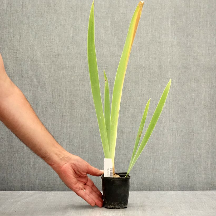 Exemplar von Iris Belle Surprise - Schwertlilie Kleine Töpfe von 8/9 cm wie im Sommer geliefert