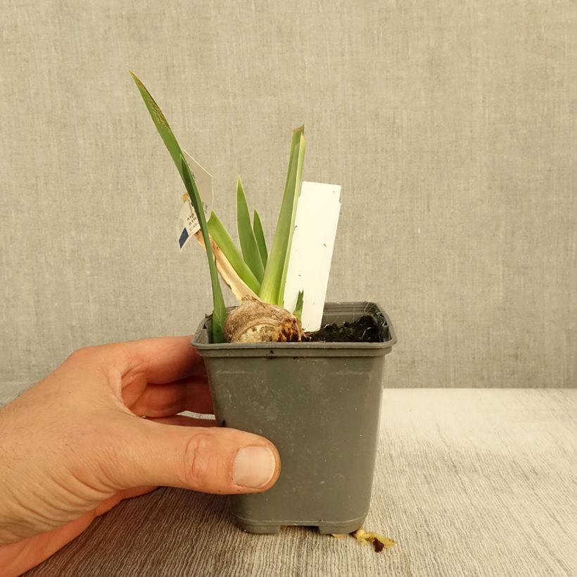 Exemplar von Iris Belle Surprise - Schwertlilie Kleine Töpfe von 8/9 cm wie im Herbst geliefert