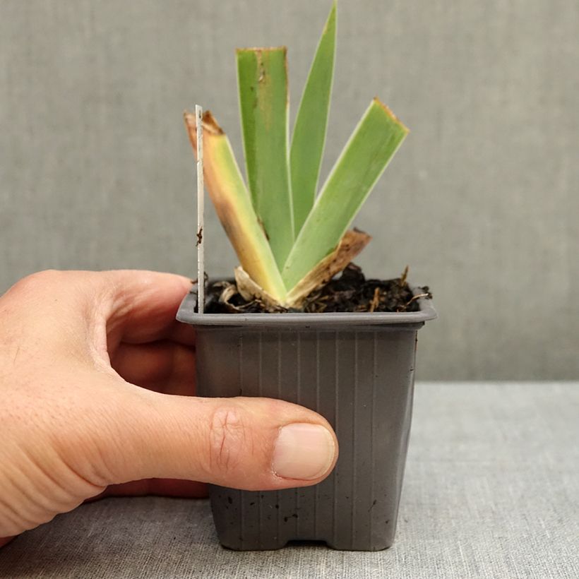 Exemplar von Iris Blue Sapphire - Schwertlilie Kleine Töpfe von 8/9 cm wie im Herbst geliefert