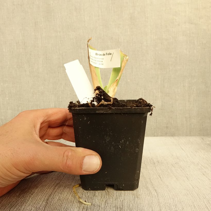 Exemplar von Iris Brin de Folie - Schwertlilie Kleine Töpfe von 8/9 cm wie im Herbst geliefert