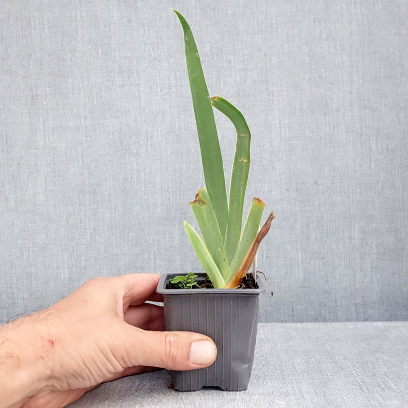 Exemplar von Iris Buffy - Schwertlilie Kleine Töpfe von 8/9 cm wie im Herbst geliefert