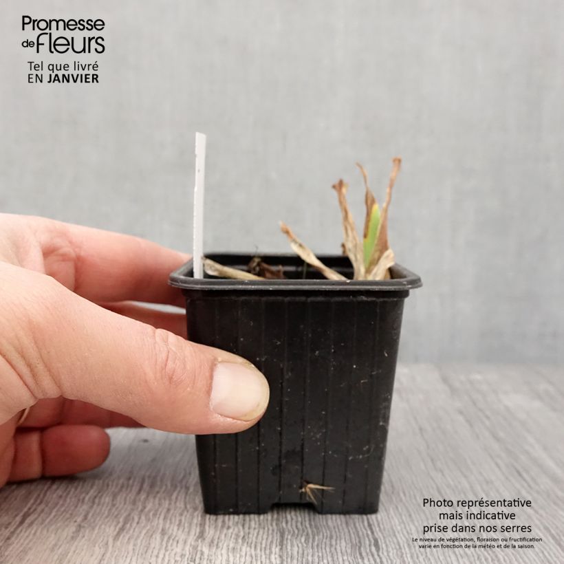 Exemplar von Iris Candy Apple - Zwerg-Iris Kleine Töpfe von 8/9 cm wie im Winter geliefert