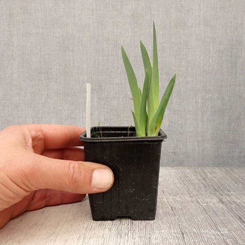 Exemplar von Iris Candy Apple - Zwerg-Iris Kleine Töpfe von 8/9 cm wie im Frühjahr geliefert