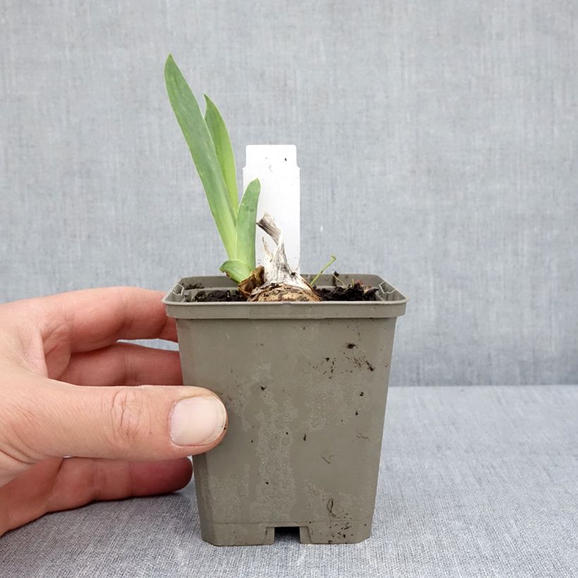 Exemplar von Iris Cherished - Schwertlilie Kleine Töpfe von 8/9 cm wie im Frühjahr geliefert