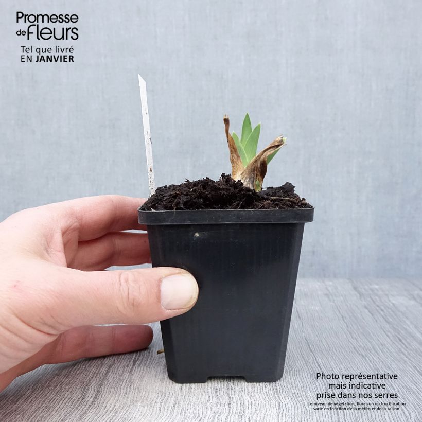 Exemplar von Iris Coffee Trader - Schwertlilie Kleine Töpfe von 8/9 cm wie im Winter geliefert