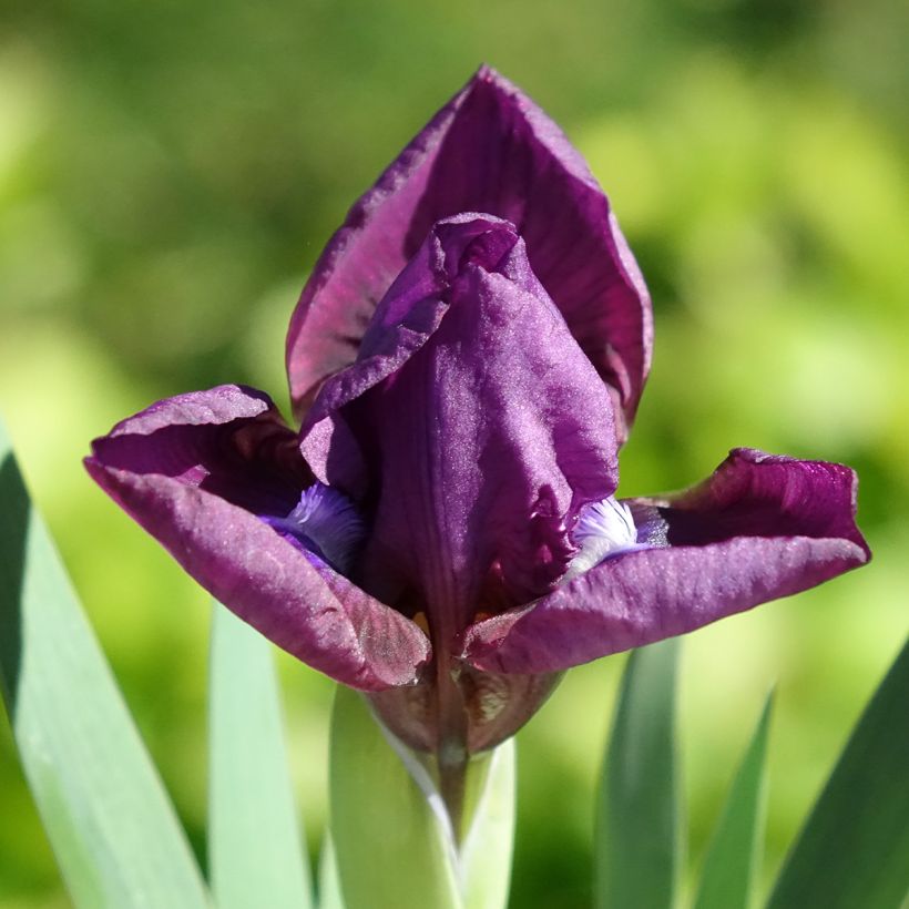 Iris Color me Rose - Schwertlilie (Blüte)