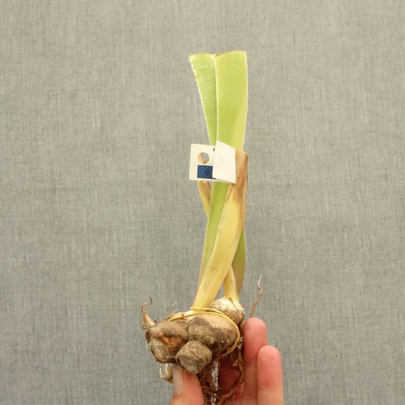 Exemplar von Iris Coloration Végétale - Schwertlilie Rhizom wie im Winter geliefert