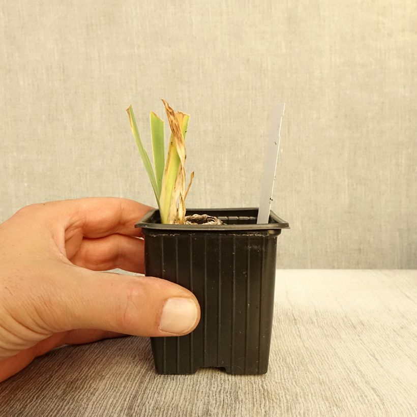 Exemplar von Iris Cutie - Schwertlilie Kleine Töpfe von 8/9 cm wie im Herbst geliefert