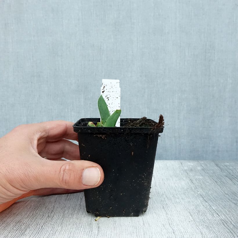 Exemplar von Iris Dating A Royal - Schwertlilie Kleine Töpfe von 8/9 cm wie im Herbst geliefert