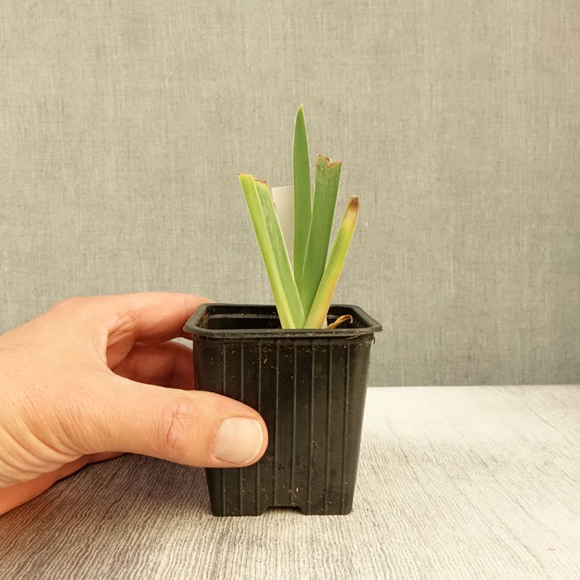 Exemplar von Iris Delicato - Schwertlilie Kleine Töpfe von 8/9 cm wie im Herbst geliefert