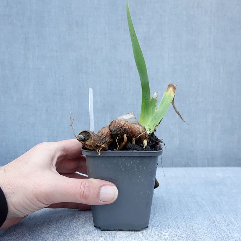 Exemplar von Iris Delicieux Caramel - Schwertlilie Kleine Töpfe von 8/9 cm wie im Winter geliefert