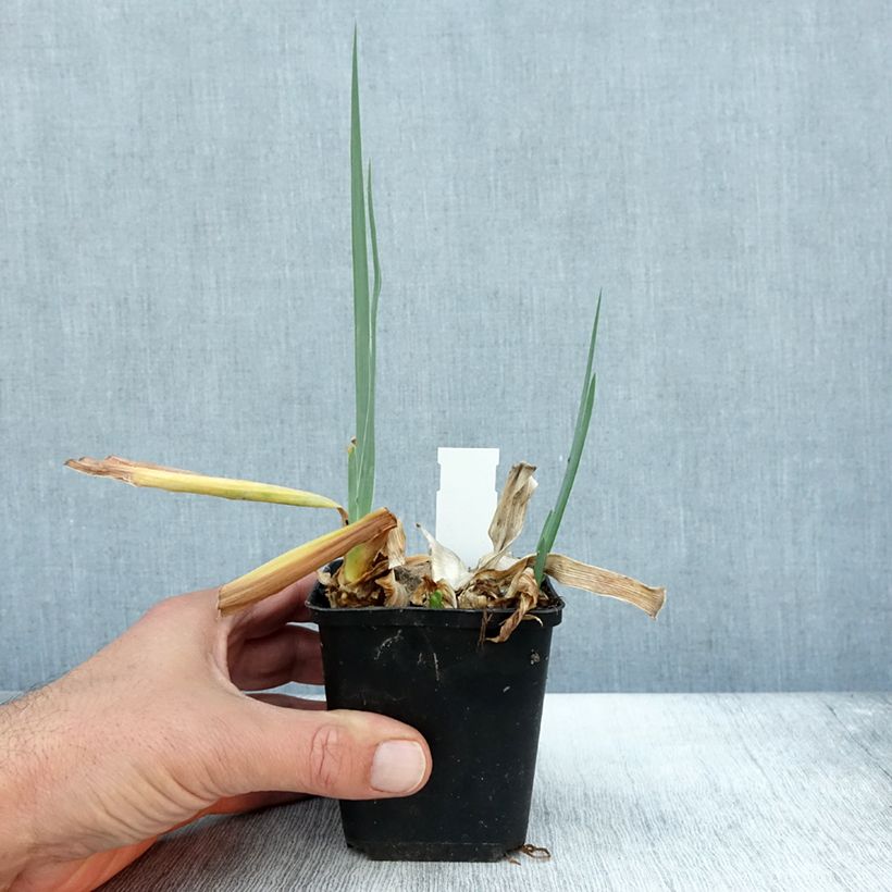 Exemplar von Iris Dernier Cri - Schwertlilie Kleine Töpfe von 8/9 cm wie im Herbst geliefert