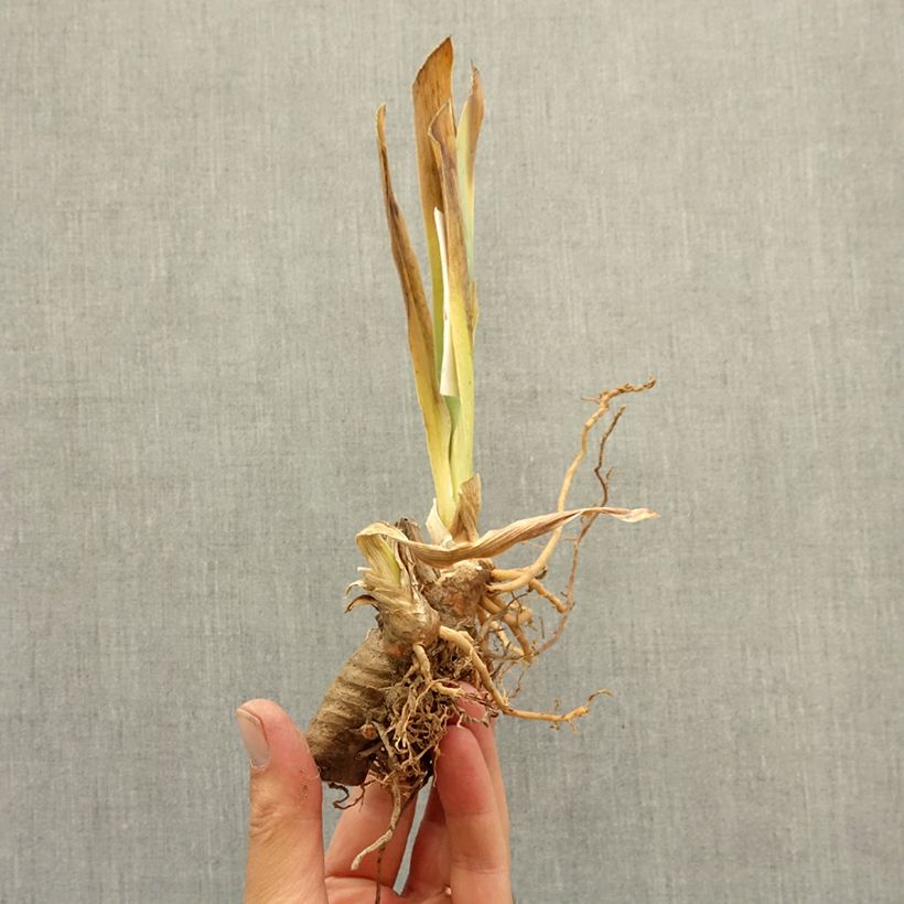 Exemplar von Iris Dracula's Kiss - Schwertlilie Rhizom wie im Winter geliefert
