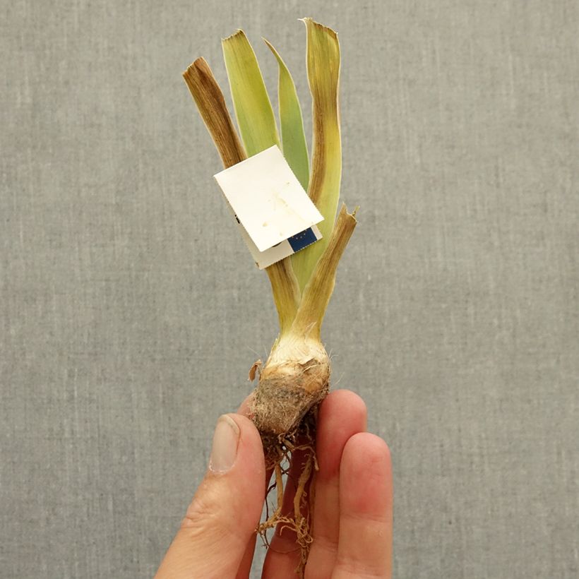 Exemplar von Iris Échassier - Schwertlilie Rhizom wie im Winter geliefert