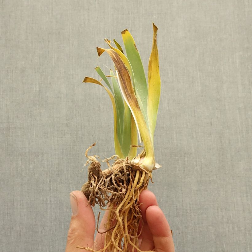 Exemplar von Iris Eclat de Nuit - Schwertlilie Rhizom wie im Winter geliefert
