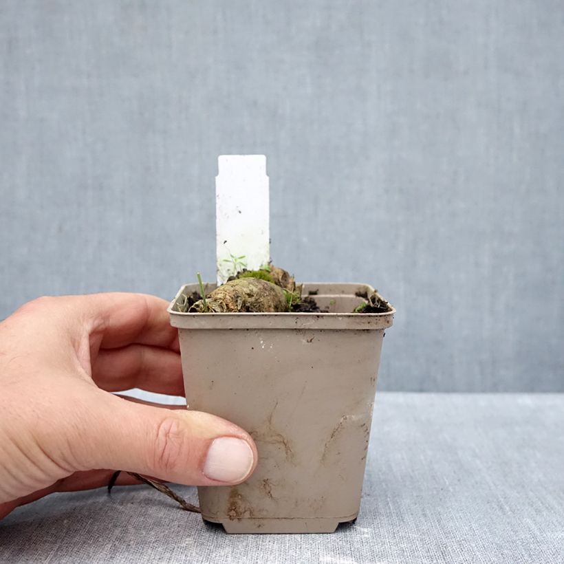 Exemplar von Iris En Pointillés - Schwertlilie Kleine Töpfe von 8/9 cm wie im Herbst geliefert