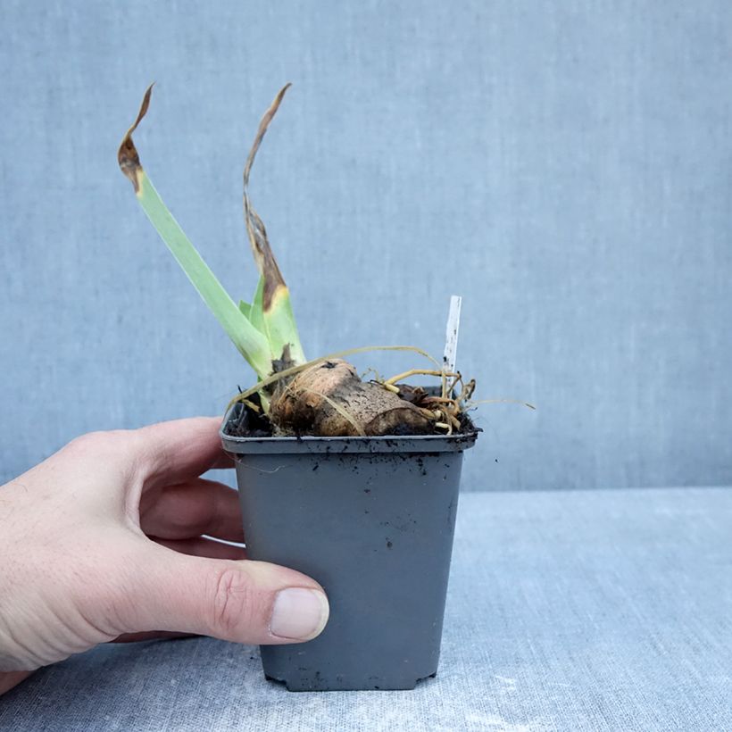 Exemplar von Iris En Pointillés - Schwertlilie Kleine Töpfe von 8/9 cm wie im Winter geliefert